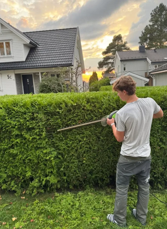 Hekkklipping i kveldssol