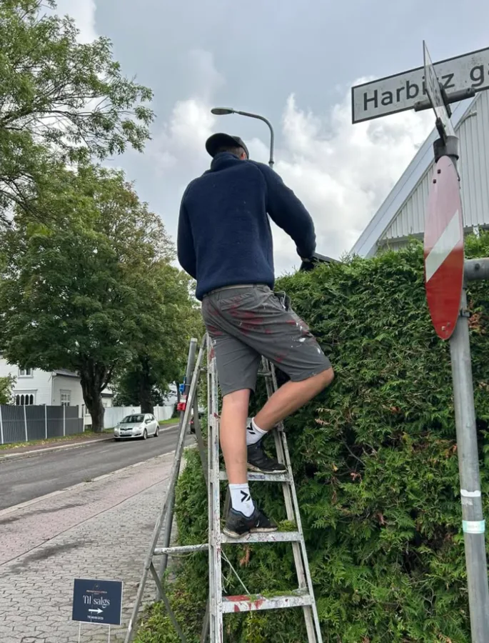 Hekkklipping fra stige
